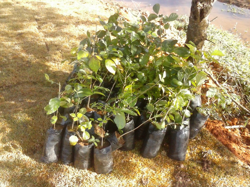 Árvores que serão plantadas nas proximidades do aterro
