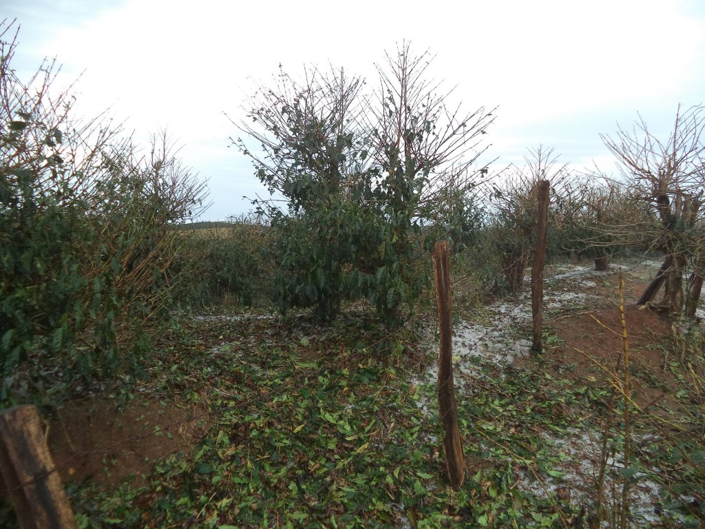 11894052_996364853718551_4092185216859320302_o-1024x768 Chuva de Ganizo atinge 600 hectares e gera prejuízo a 40 produtores rurais