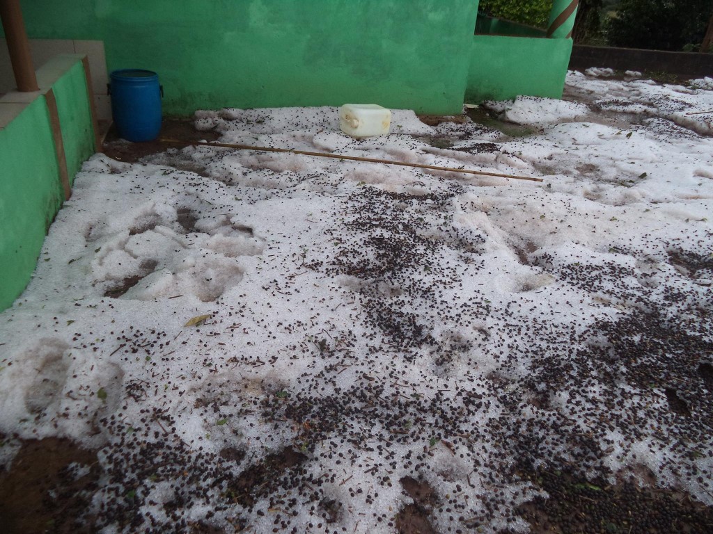 11922976_996364447051925_4966729351472124645_o-1024x768 Chuva de Ganizo atinge 600 hectares e gera prejuízo a 40 produtores rurais