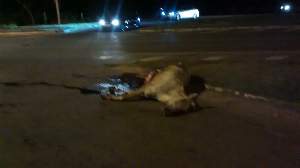 Animal morto na pista